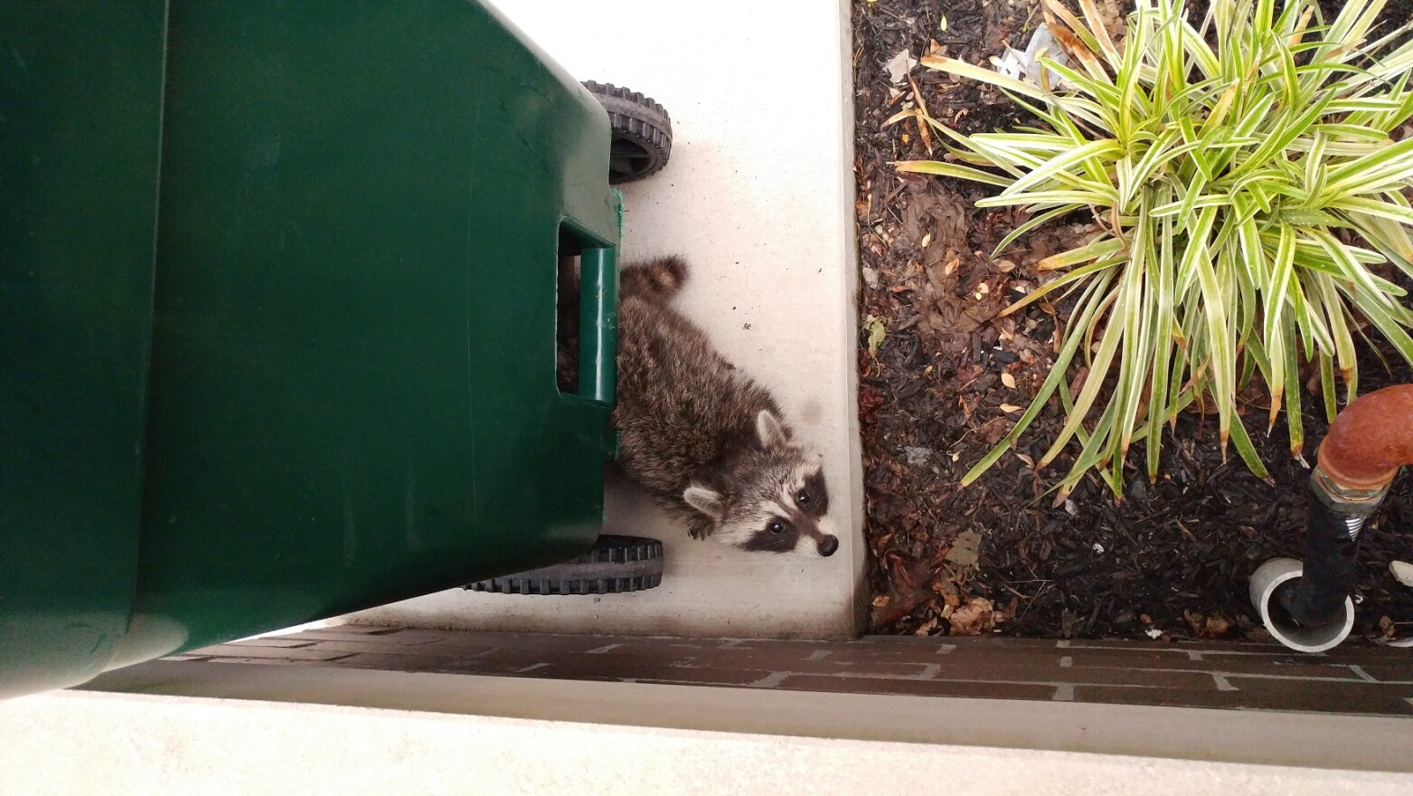 Urban raccoons are not exactly rare. This one was spotted on Mercer in Over-the-Rhine in 2017.